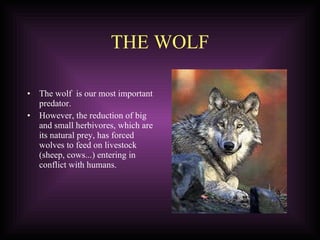 THE WOLF The wolf  is our most important predator.  However, the reduction of big and small herbivores, which are its natural prey, has forced wolves to feed on livestock (sheep, cows...) entering in conflict with humans. 