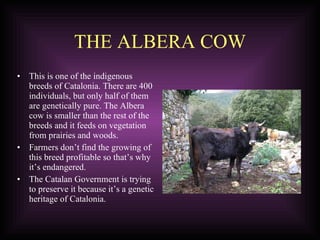 THE ALBERA COW This is one of the indigenous breeds of Catalonia. There are 400 individuals, but only half of them are genetically pure. The Albera cow is smaller than the rest of the breeds and it feeds on vegetation from prairies and woods. Farmers don’t find the growing of  this breed profitable so that’s why it’s endangered. The Catalan Government is trying to preserve it because it’s a genetic heritage of Catalonia. 