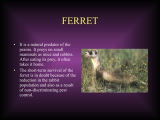 FERRET It is a natural predator of the prairie. It preys on small mammals as mice and rabbits. After eating its prey, it often takes it home.  The short-term survival of the ferret is in doubt because of the reduction in the rabbit population and also as a result of non-discriminating pest control. 