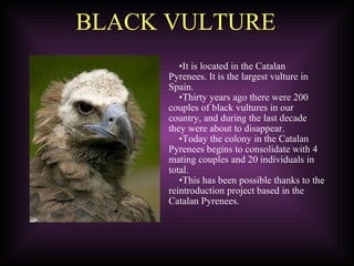 BLACK VULTURE It is located in the Catalan Pyrenees. It is the largest vulture in Spain.  Thirty years ago there were 200 couples of black vultures in our country, and during the last decade they were about to disappear.  Today the colony in the Catalan Pyrenees begins to consolidate with 4  mating couples and 20 individuals in total. This has been possible thanks to the reintroduction project based in the Catalan Pyrenees.  