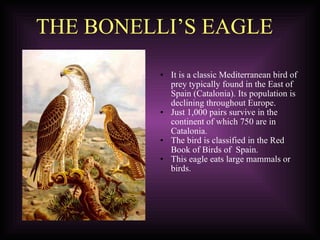 THE BONELLI’S EAGLE It is a classic Mediterranean bird of prey typically found in the East of Spain (Catalonia). Its population is declining throughout Europe. Just 1,000 pairs survive in the continent of which 750 are in Catalonia. The bird is classified in the Red Book of Birds of  Spain. This eagle eats large mammals or birds. 