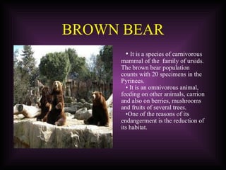 BROWN BEAR It is a species of carnivorous mammal of the  family of ursids. The brown bear population counts with 20 specimens in the Pyrinees.   It is an omnivorous animal, feeding on other animals, carrion and also on berries, mushrooms and fruits of several trees.  One of the reasons of its endangerment is the reduction of its habitat. 