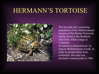   HERMANN’S TORTOISE The last and only remaining population of the Mediterranean tortoise of the Iberian Peninsula can be found at the Southern end of the Albera range in Catalonia. Its habitat is characterized  by typical Mediterranean woods. In order to protect them from extinction  this area was declared a natural park in 1986. 