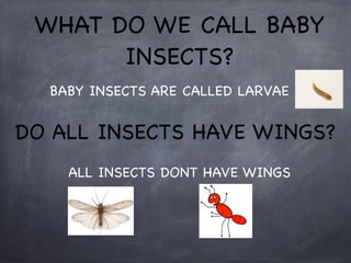 WHAT DO WE CALL BABY
INSECTS?
BABY INSECTS ARE CALLED LARVAE

DO ALL INSECTS HAVE WINGS?
ALL INSECTS DONT HAVE WINGS

 