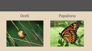 Ocell

Papallona

 