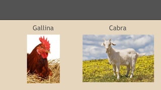 Gallina

Cabra

 