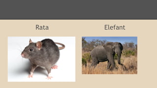 Rata

Elefant

 