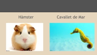 Hàmster

Cavallet de Mar

 