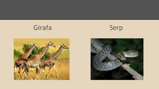 Girafa

Serp

 