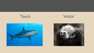 Tauró

Voltor

 