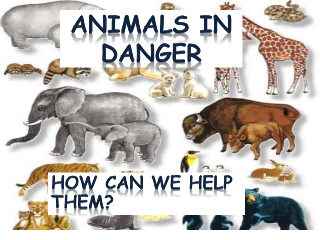 animal in danger essay