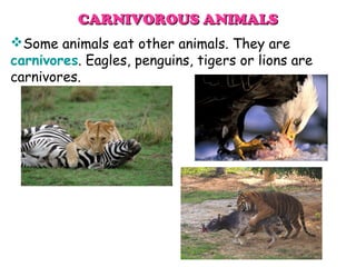 Animals classification