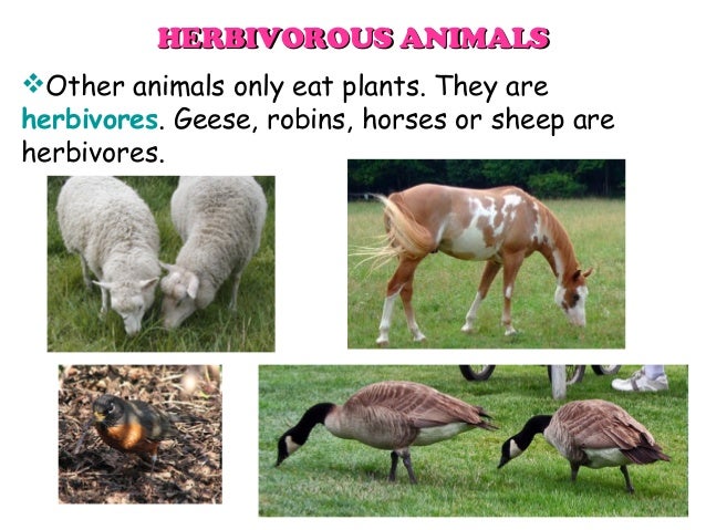 What are the names of animals that are omnivores?
