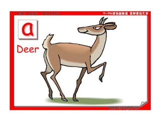 Deer  