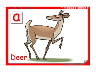 Deer 