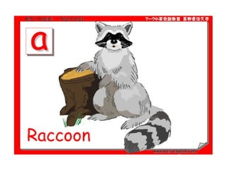 Raccoon 
