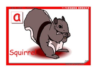 Squirrel 