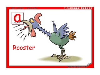 Rooster
 