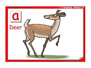 Deer
 
