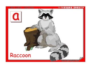 Raccoon
 