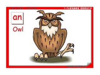 Owl
 