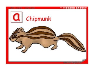 Chipmunk
 