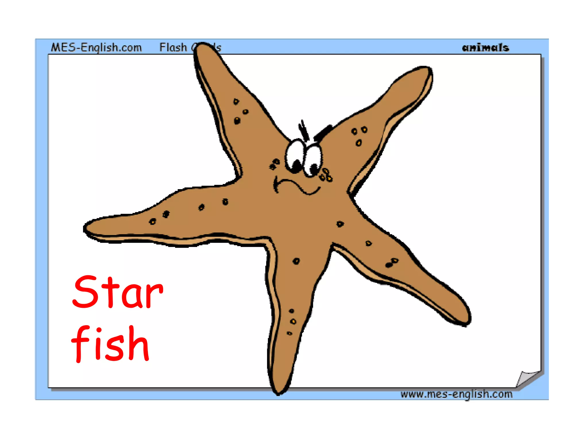 Star
fish
 