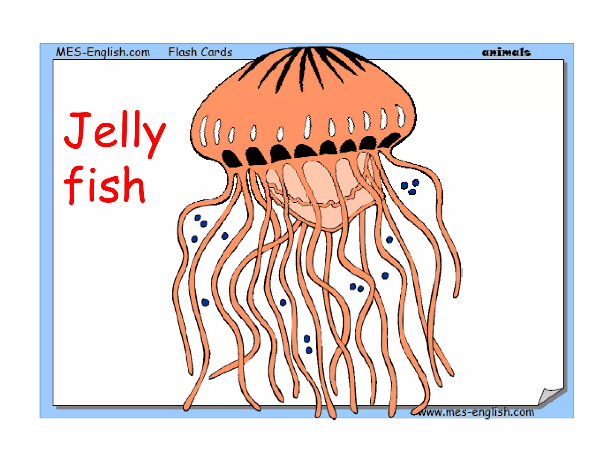 Jelly
fish
 