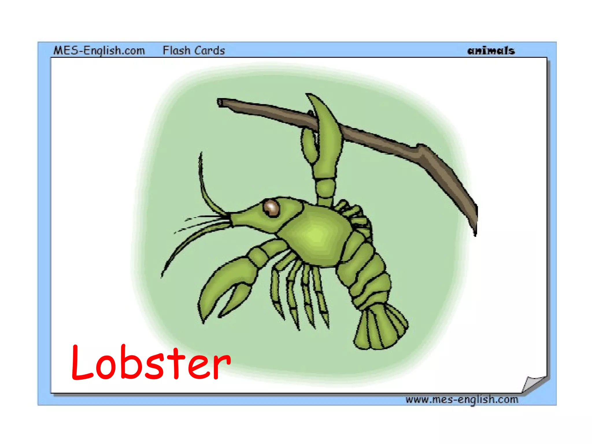 Lobster
 