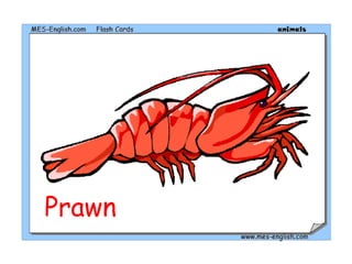 Prawn
 