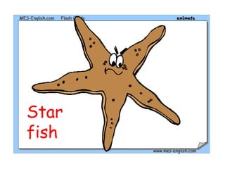 Star
fish
 