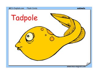 Tadpole
 