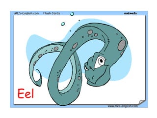 Eel
 