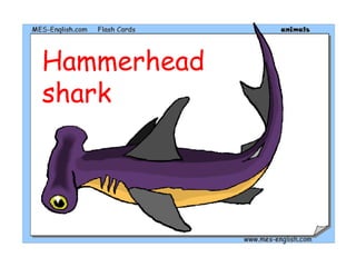 Hammerhead
shark
 