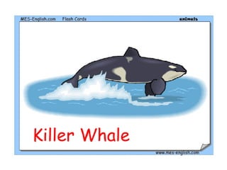 Killer Whale
 
