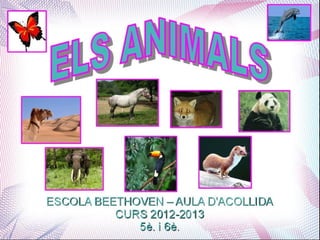 Animals 5 6