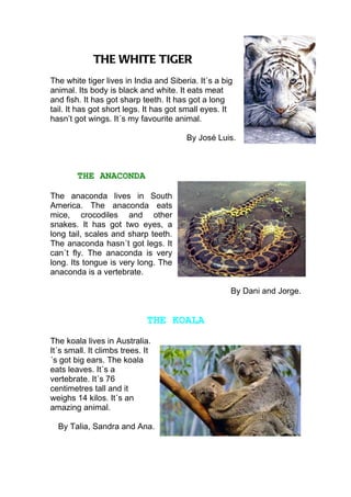 THE WHITE TIGER
The white tiger lives in India and Siberia. It´s a big
animal. Its body is black and white. It eats meat
and fish. It has got sharp teeth. It has got a long
tail. It has got short legs. It has got small eyes. It
hasn’t got wings. It´s my favourite animal.

                                        By José Luis.



        THE ANACONDA

The anaconda lives in South
America. The anaconda eats
mice, crocodiles and other
snakes. It has got two eyes, a
long tail, scales and sharp teeth.
The anaconda hasn´t got legs. It
can´t fly. The anaconda is very
long. Its tongue is very long. The
anaconda is a vertebrate.

                                                     By Dani and Jorge.


                             THE KOALA
The koala lives in Australia.
It´s small. It climbs trees. It
´s got big ears. The koala
eats leaves. It´s a
vertebrate. It´s 76
centimetres tall and it
weighs 14 kilos. It´s an
amazing animal.

  By Talia, Sandra and Ana.
 