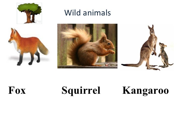 Animals 6th grade ppt