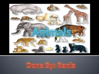 Animals Done By: Rania 