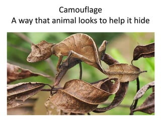 Camouflage
A way that animal looks to help it hide