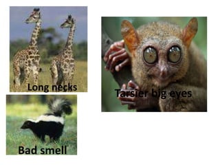 Long necks
Tarsier big eyes
Bad smell