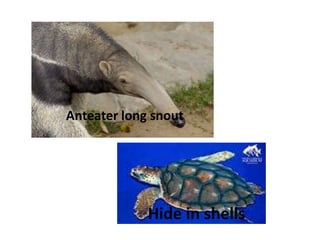 Anteater long snout
Hide in shells