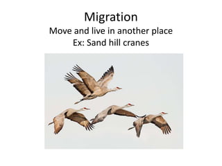 Migration
Move and live in another place
Ex: Sand hill cranes