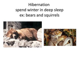 Hibernation
spend winter in deep sleep
ex: bears and squirrels