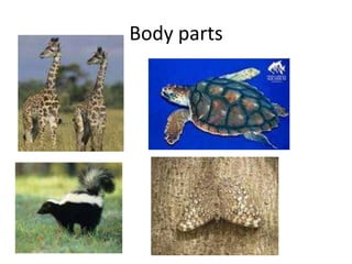 Body parts