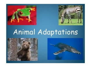 Animals adaptation
 