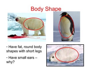 Adaptations
• The two environments we saw before are
harsh environments for animals to survive
in so the animals have had to adapt to
survive.

 