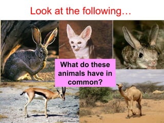 Look at the following…

What do these
animals have in
common?

 