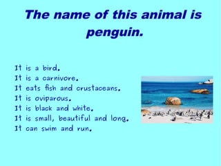The name of this animal is
penguin.
It is a bird.
It is a carnivore.
It eats fish and crustaceans.
It is oviparous.
It is black and white.
It is small, beautiful and long.
It can swim and run.
 