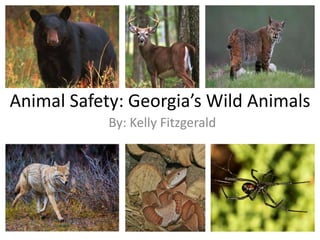 Animal Safety: Georgia’s Wild Animals
By: Kelly Fitzgerald
 